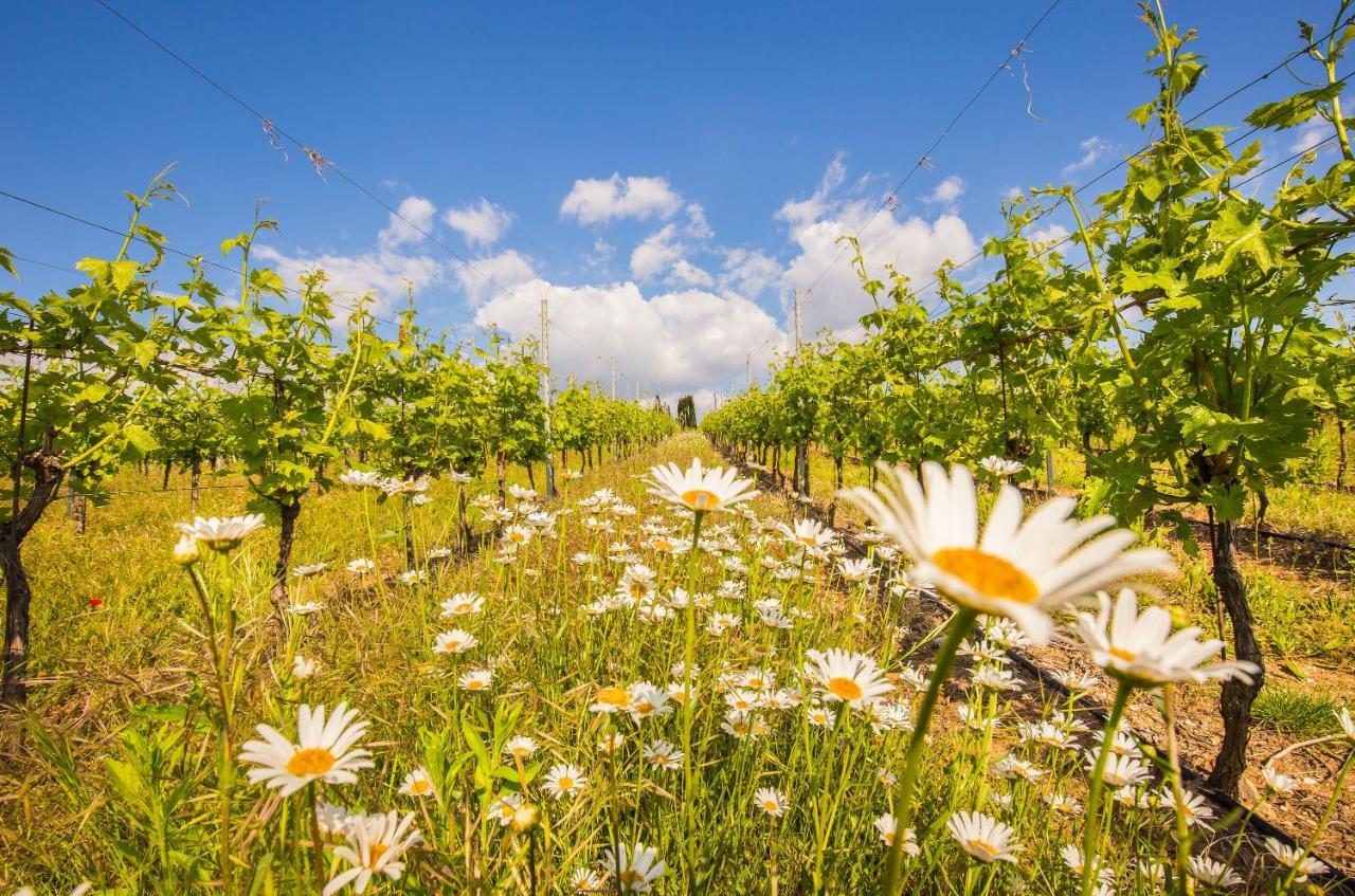 Valpolicella Homes Recioto Apartment SantʼAmbrogio di Valpolicella エクステリア 写真